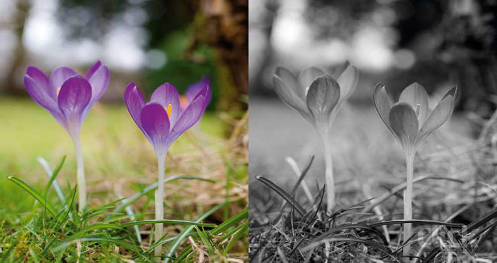 چگونه عکس سیاه و سفید خوبی بگیریم؟