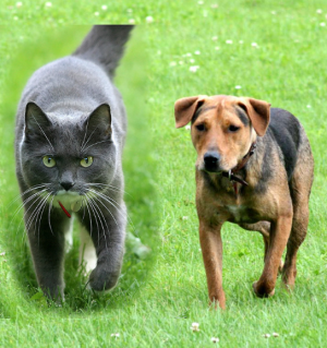 ماسک زدن در فتوشاپ: شناخت ماسک های لایه ای و ماسک های بریده شده