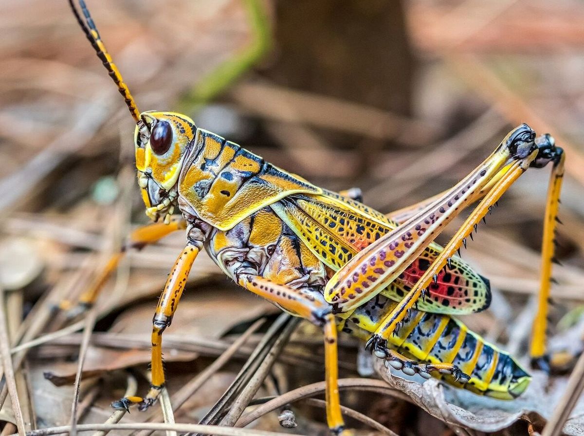 ۳ حقیقت برتر در مورد ملخها و ملخسانان