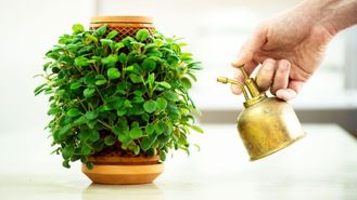 پرورش گیاهان در گلدان بدون خاک ممکن شد