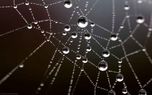 افزایش قدرت دید درمیکروسکوپ ها توسط تارعنکبوت