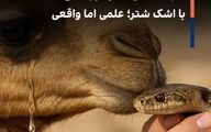 نجات از مارگزیدگی با اشک شتر؛ علمی اما واقعی