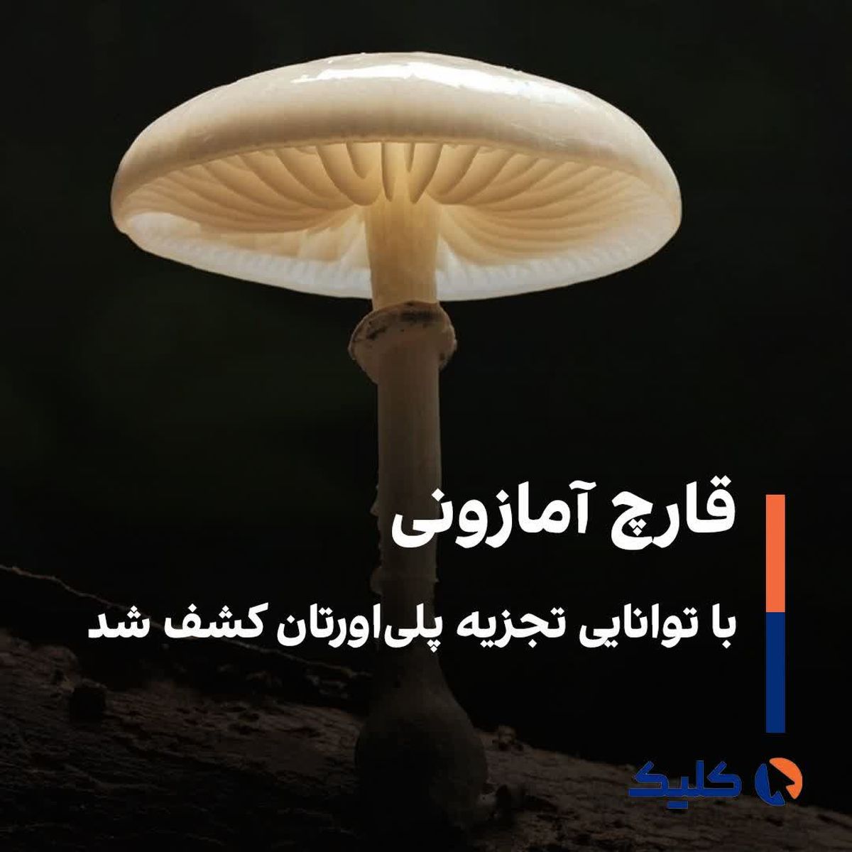 قارچ آمازونی با توانایی تجزیه پلیاورتان کشف شد