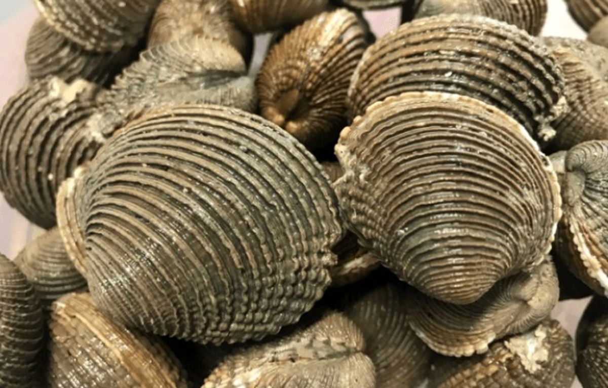 بنادر دریایی به‌عنوان نقاط سرطان‌زای مسری در صدف‌ها شناسایی شدند
